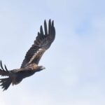5 impresionantes habilidades del águila real que debes conocer