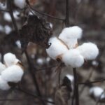 5 poderosas propiedades del algodón que debes conocer