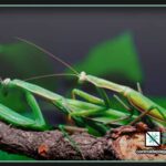 5 tipos de mantis: conócelos y descubre sus características únicas