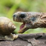 Aprende cómo se reproducen las tortugas: Guía completa