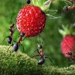 Bichos e insectos: Descubre todo sobre estos curiosos seres en nuestro blog