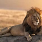 Ciclo de vida del león: Descubre las etapas de este majestuoso animal