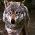 Conoce las características del lobo feroz: ¡Impresionantes rasgos que debes saber!
