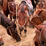Consejos para la alimentación del caballo: Guía práctica