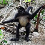 Descubre cuánto tiempo viven los monos: Datos sorprendentes que debes saber