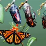 Descubre el fascinante mundo de las mariposas: Datos sorprendentes sobre su vida
