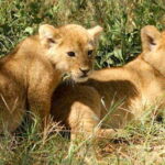 Descubre el fascinante proceso de cómo nacen los leones