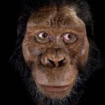 Descubre la fascinante evolución de los hominoides: pasado y presente