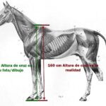 Descubre la verdadera altura: ¿Cuánto mide un caballo?