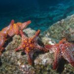 Descubre las partes de la estrella de mar: Todo lo que necesitas saber