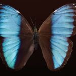 Descubre los datos curiosos más sorprendentes sobre la mariposa