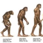 Descubre los diferentes tipos de homos en la evolución humana