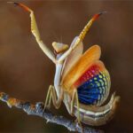 Descubre los fascinantes tipos de mantis religiosa que existen