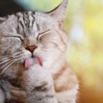 Descubre por qué los gatos son mamíferos: todo lo que necesitas saber
