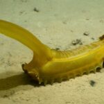 Descubriendo el menú de las estrellas de mar: ¿Qué comen estos interesantes animales marinos?
