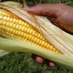 La estructura del maíz: todo lo que necesitas saber