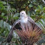 La impactante reproducción del águila: ¿cómo ocurre en la naturaleza?