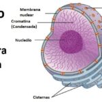 Membrana nuclear: todo lo que debes saber sobre esta estructura celular