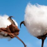 Origen del algodón: Descubre de dónde proviene esta valiosa fibra