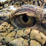 Por qué el cocodrilo tiene escamas: Descubriendo la anatomía del reptil