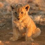 Todo sobre la reproducción de los leones: comportamientos y curiosidades